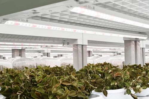 金線蓮的功效、價值與技術開發(fā)前景